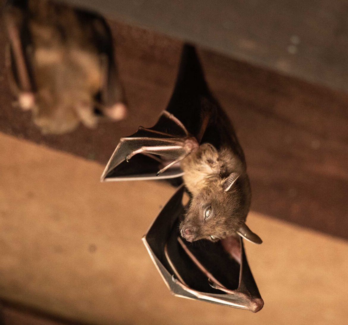 Expert bat removal services for a safe and humane solution in St. Augustine